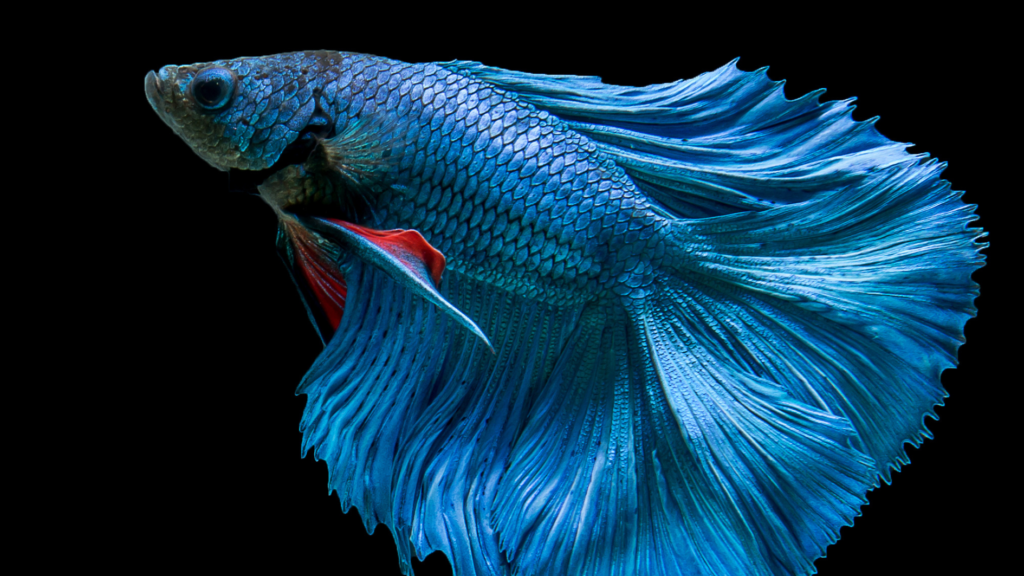 Betta Splendens: Como Criar um Verdadeiro Imperador das Águas Mesmo Que Você Tenha Pouco Espaço